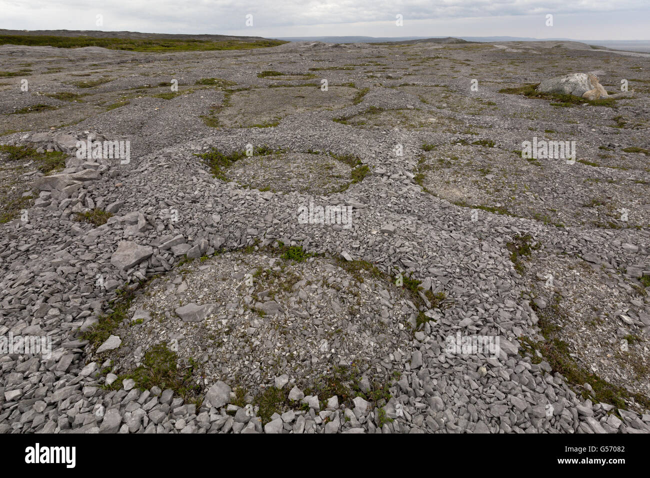 Frost polygons and other permafrost effects on Ordovician limestone, Burnt Cape Ecological Reserve, Raleigh, Great Northern Peninsula, Newfoundland, Canada, July Stock Photo