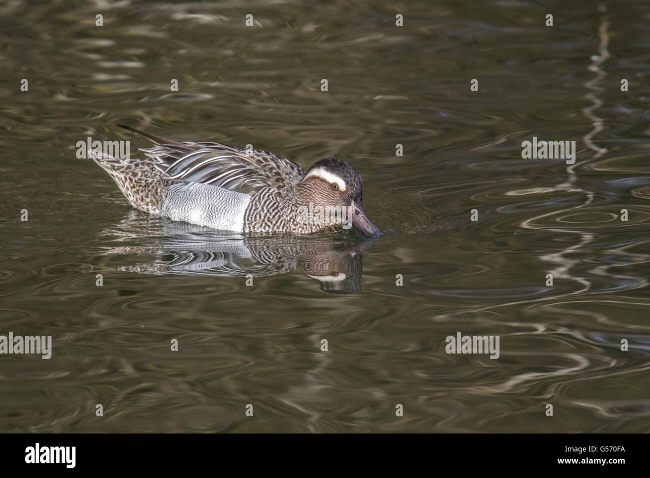 Garganey male duck, captive and pinioned Stock Photo
