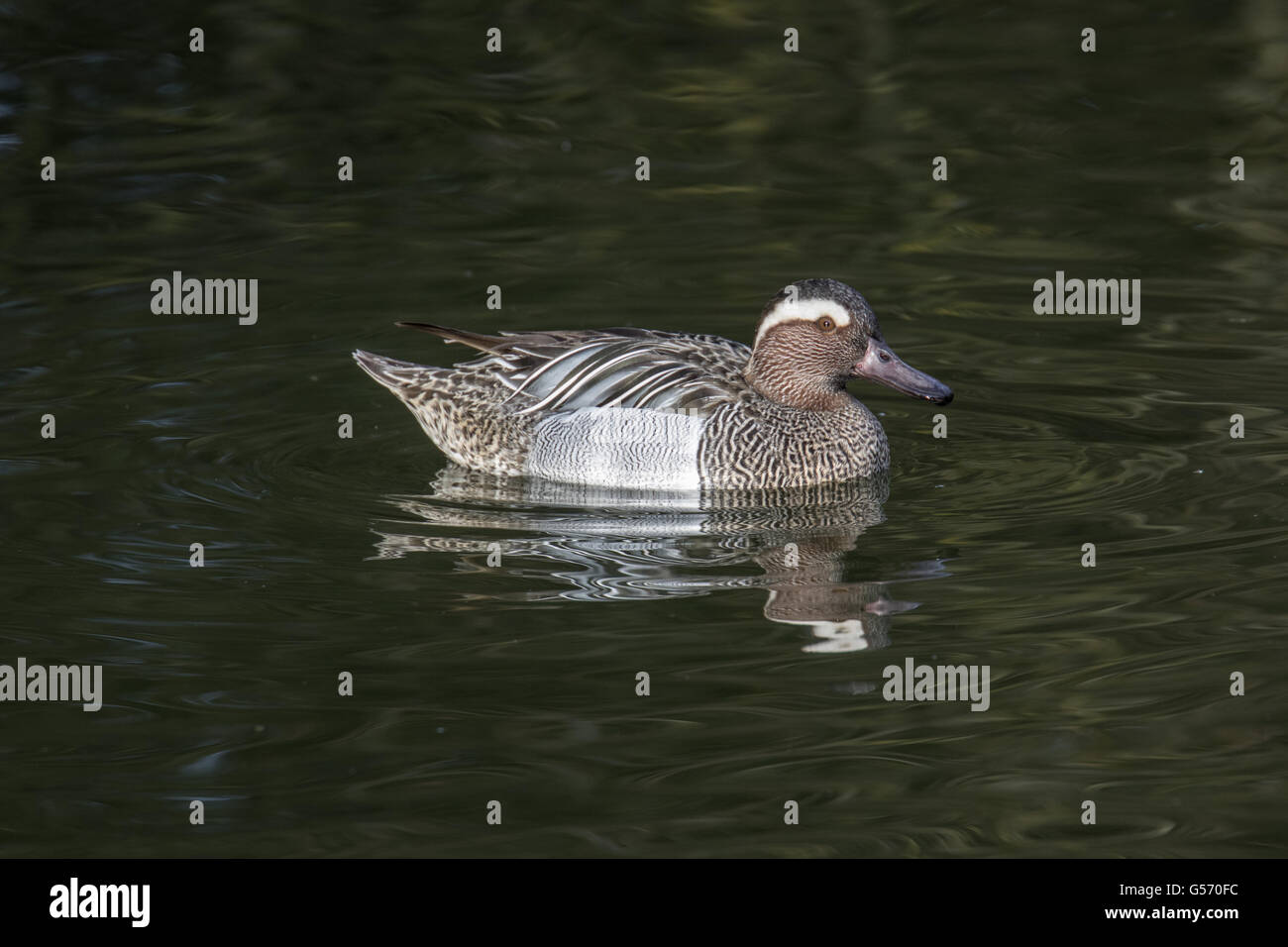 Garganey male duck, captive and pinioned Stock Photo