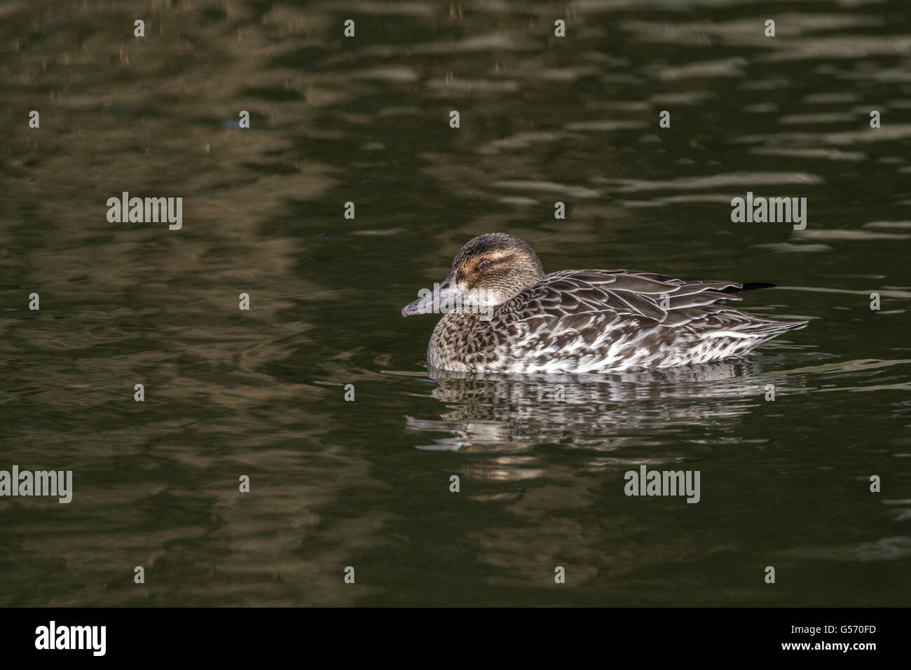 Garganey female duck, captive and pinioned Stock Photo