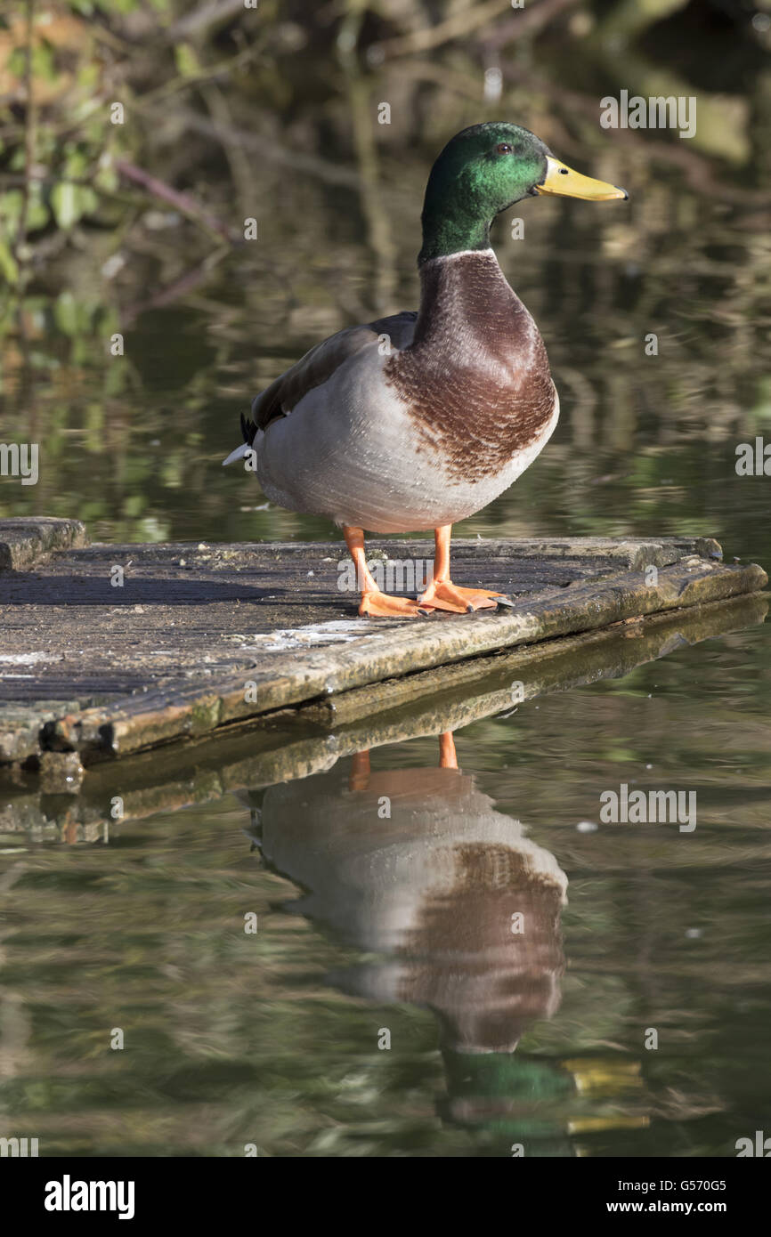 Male Mallard Stock Photo