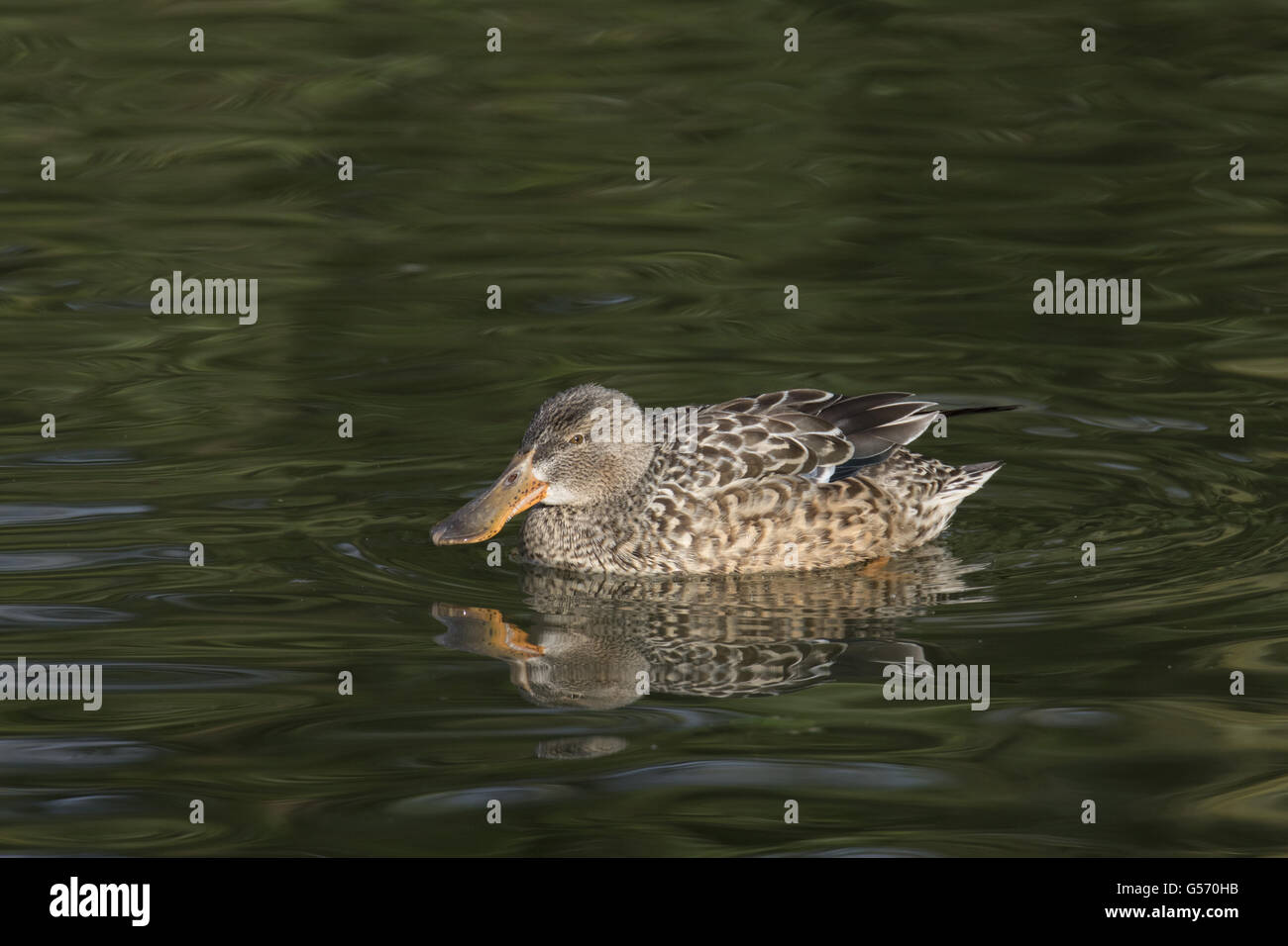 Shoveler female Stock Photo
