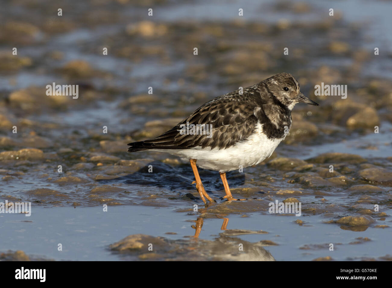Turnstone on mud Stock Photo - Alamy