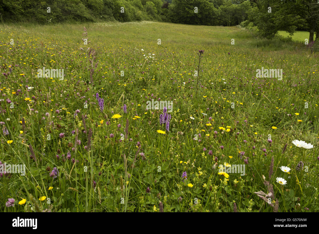 Pasture habitat with Common Spotted Orchid (Dactylorhiza fuchsii) and ...