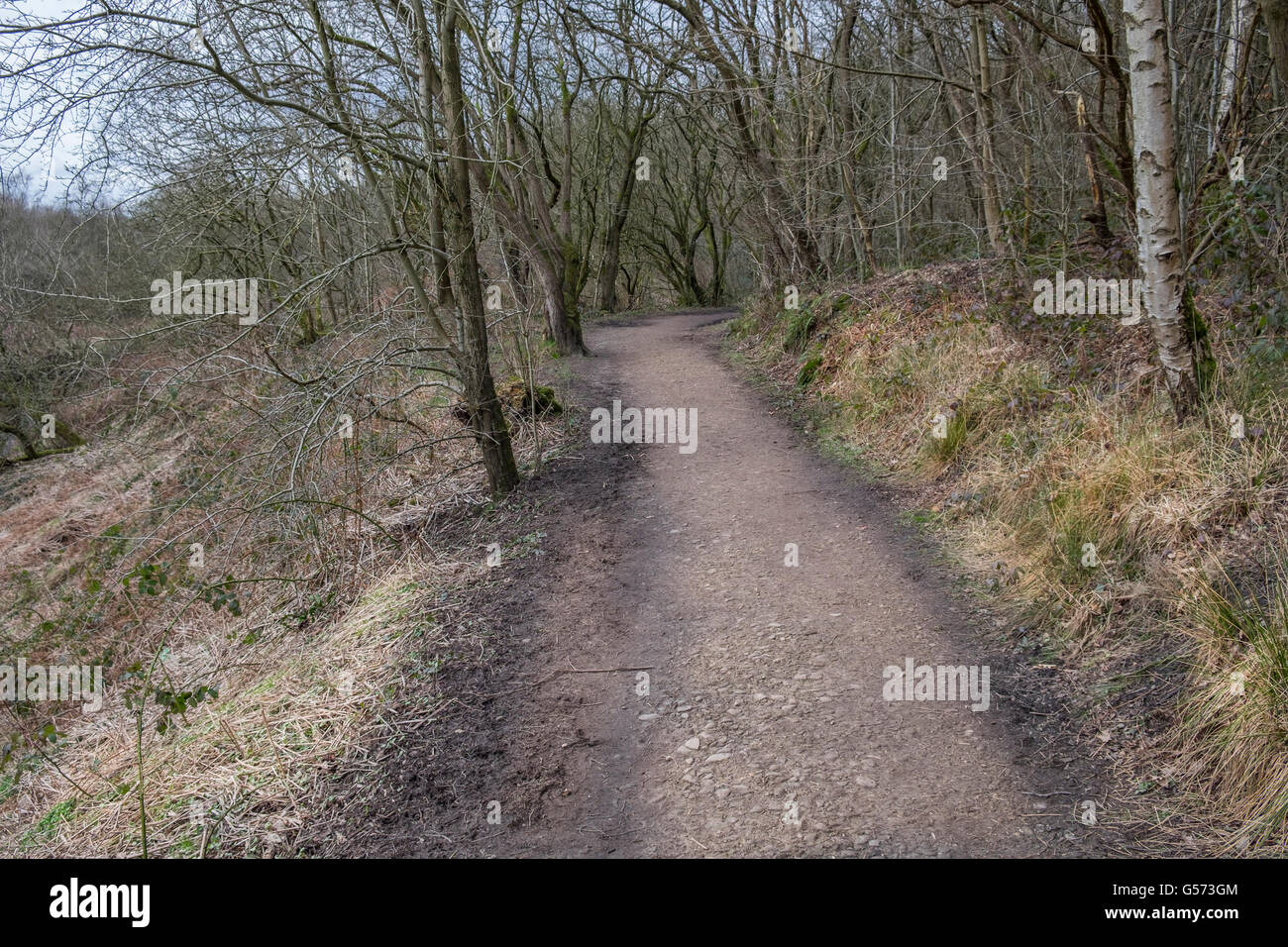 A muddy footpath leading through a small forest Stock Photo