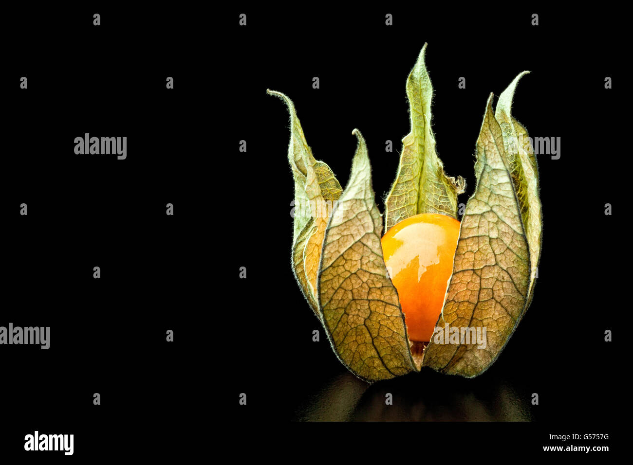 detail of alkekengi fruit background Stock Photo - Alamy