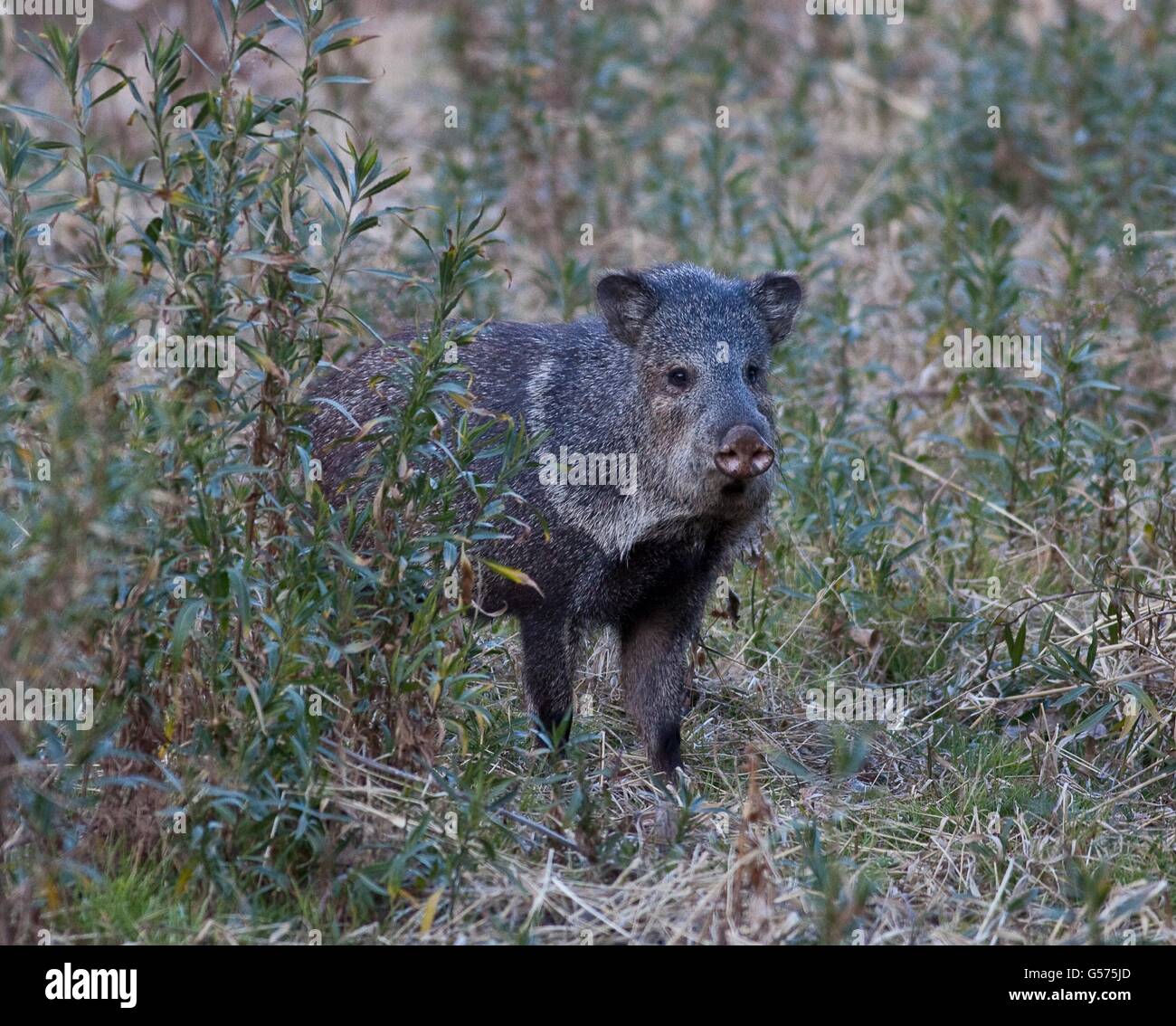 Wild pig in arizona hires stock photography and images Alamy