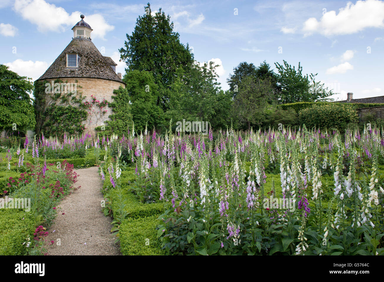 Digitalis Purpurea. Foxgloves and box hedging in Rousham House Gardens. Oxfordshire, England Stock Photo