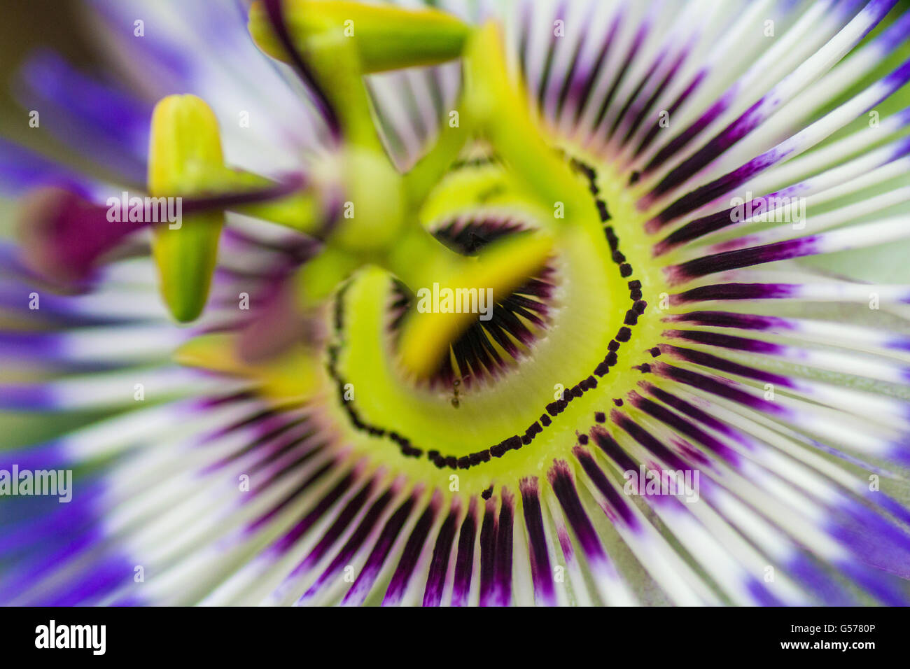 Close up of a passion flower Stock Photo Alamy