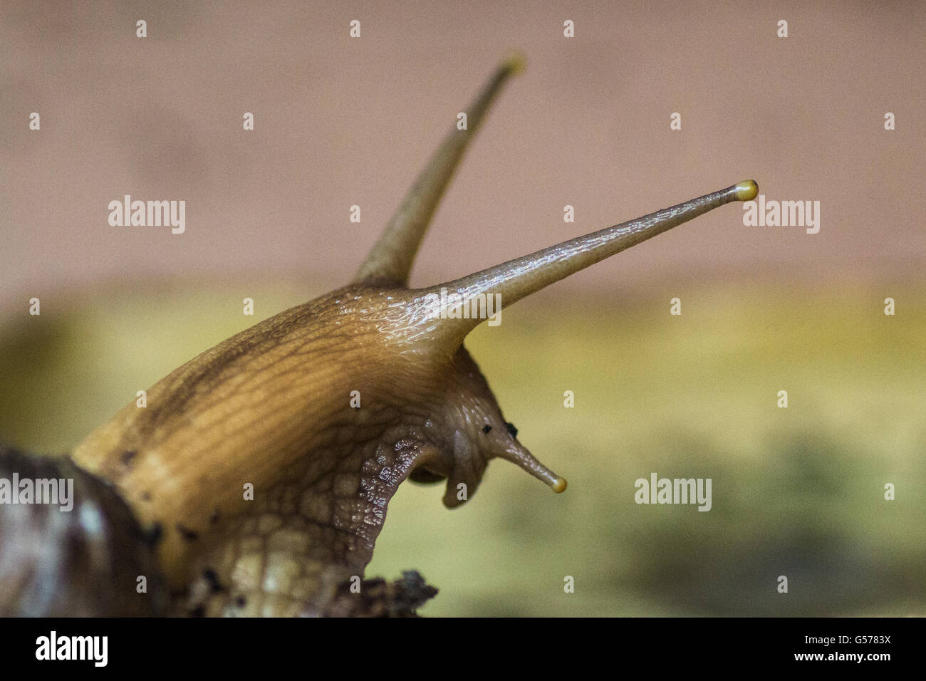 Snail head macro hires stock photography and images Alamy