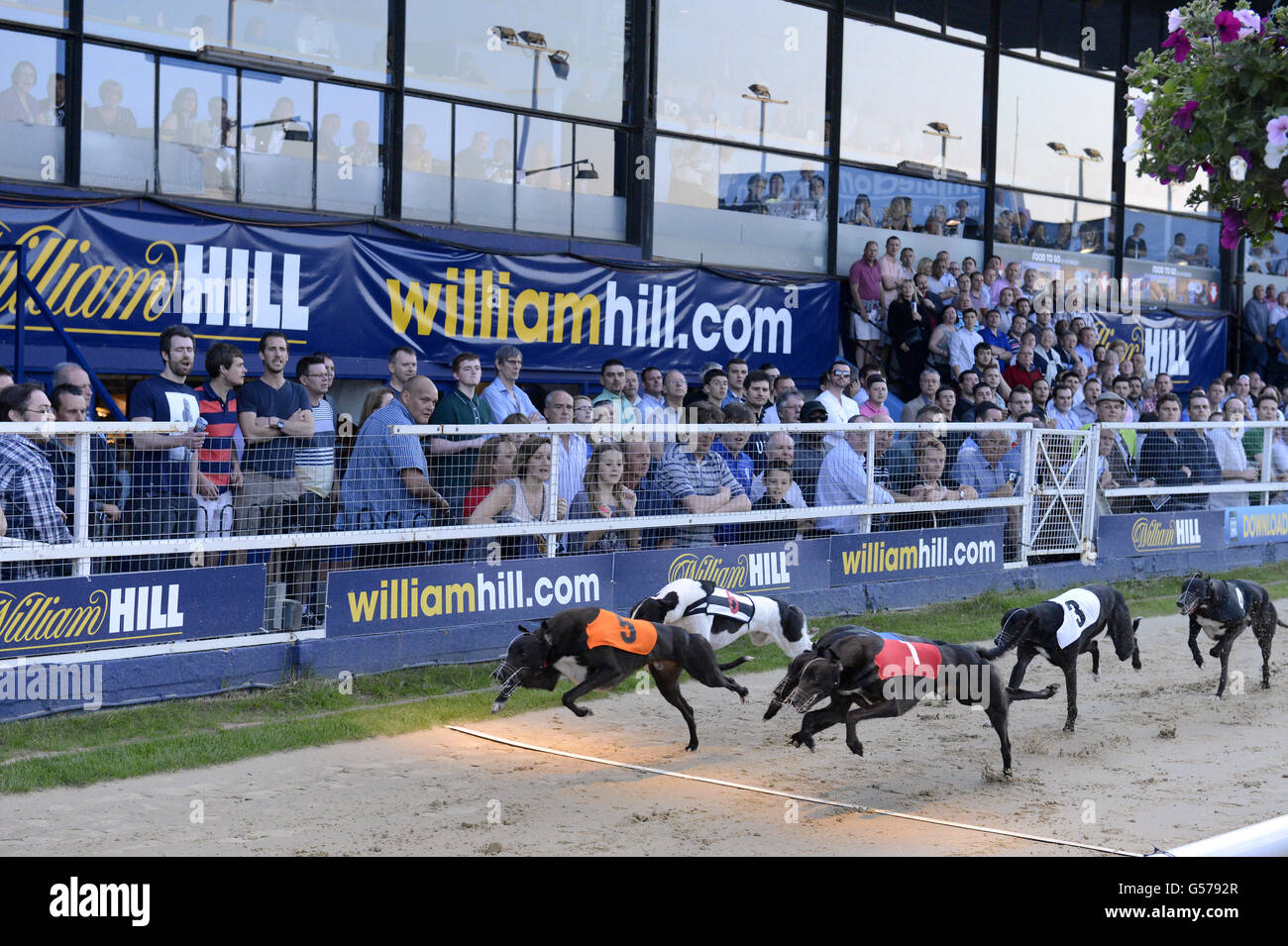Greyhounds Greyhound Derby Final Wimbledon