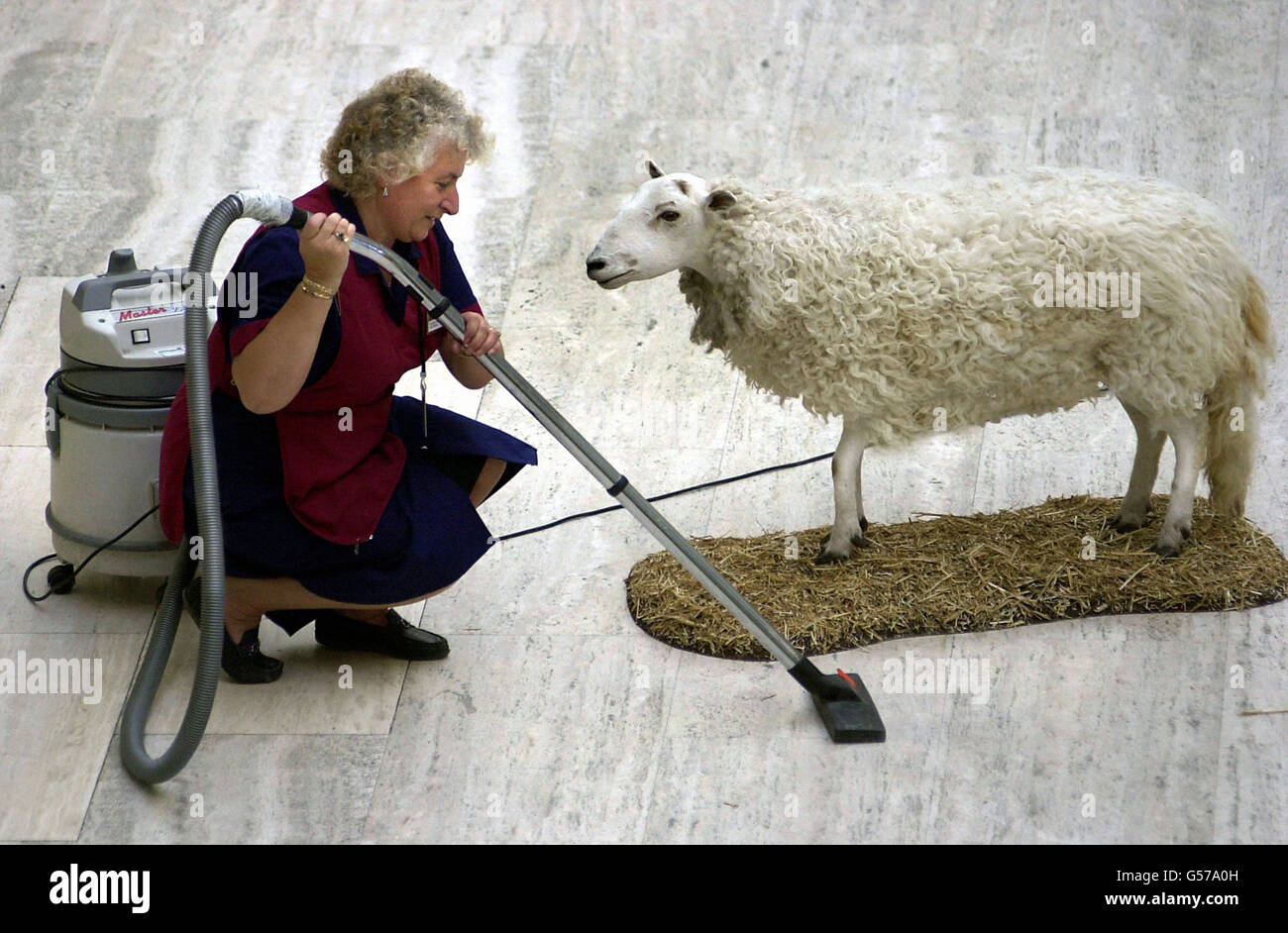Dolly the sheep museum hires stock photography and images Alamy