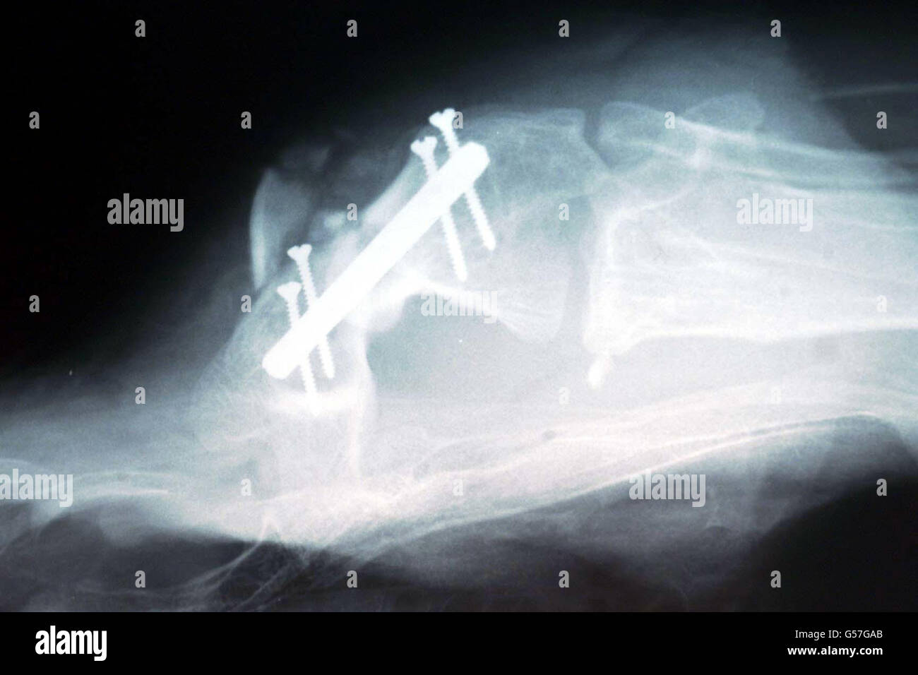 Cambridge Turkey  leg x-ray Stock Photo