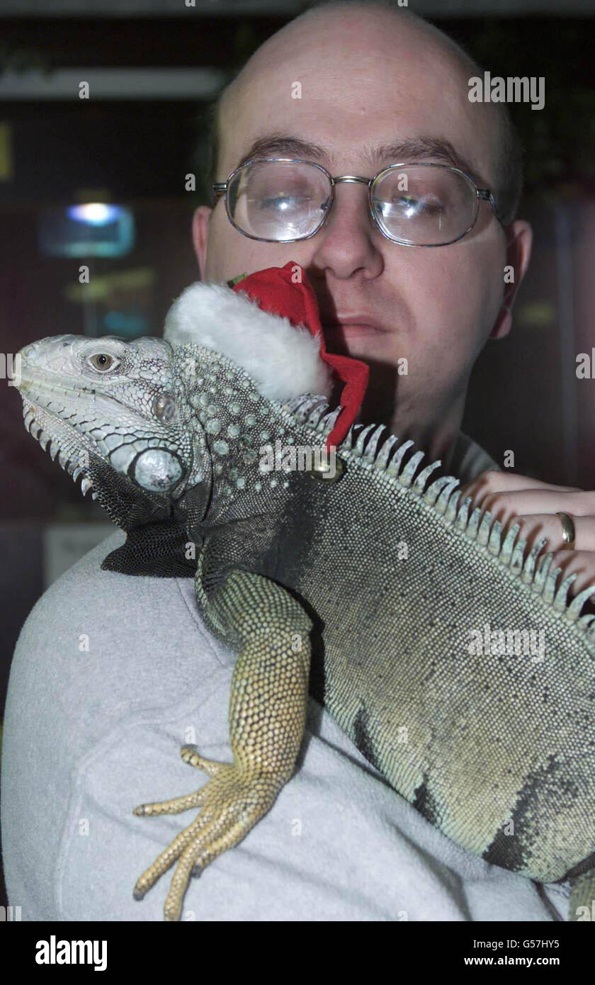 Peter Heathcote from the Reptile Trust with Fluffy the Iguana in Co Durham. The reptile rescue charity is facing a financial crisis because of a massive number of exotic pets being dumped by their owners in the run-up to Christmas. * Staff at the Trust fear it is a case of out with the old and in with the new as owners get rid of their current 'pets ready to buy new ones as Christmas gifts. It is so bad in the north of England that the national charity is diverting its resources to the region to try to stave off a crisis. Stock Photo