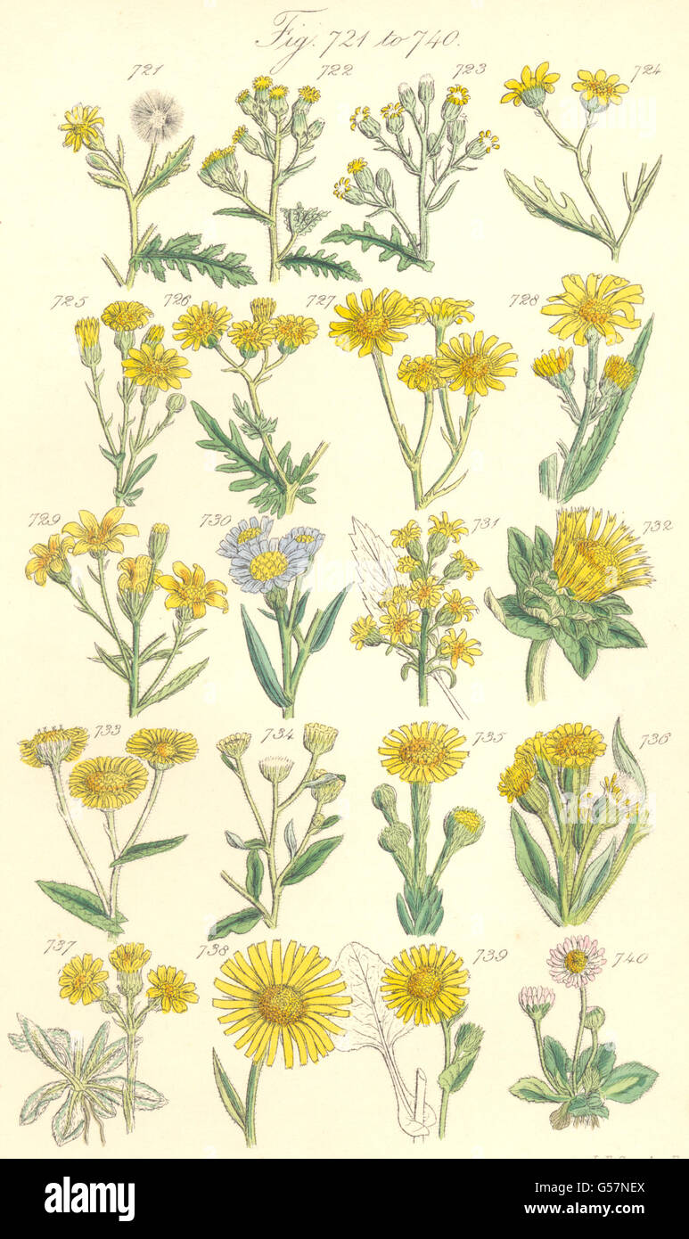 WILD FLOWERS:Groundsel Ragwort Starwort Samphire Leopard-bane Daisy.SOWERBY 1890 Stock Photo