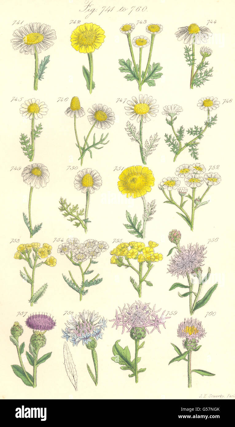 WILD FLOWERS: Marigold Feverfew Chamomile Yarrow Milfoil Knapweed. SOWERBY, 1890 Stock Photo