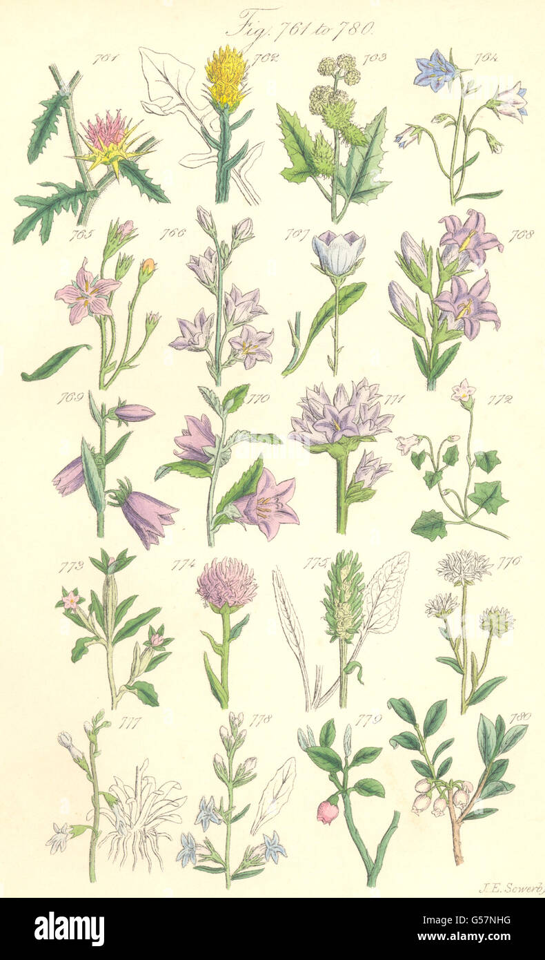 WILD FLOWERS:Bluebell Bell-flower Rampion Scabious Lobelia Bilberry.SOWERBY 1890 Stock Photo