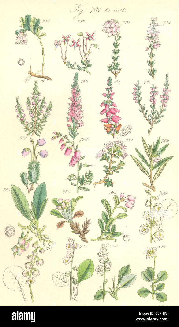 WILD FLOWERS: Cowberry Cranberry Heath Heather Cistus Winter-green. SOWERBY 1890 Stock Photo