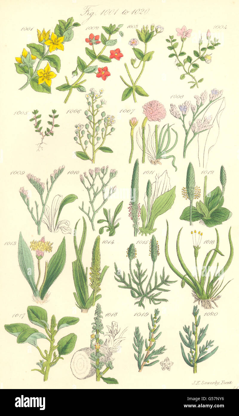 WILD FLOWERS: Pimpernel Chaffweed Lavender Plantain Amaranth. SOWERBY, 1890 Stock Photo
