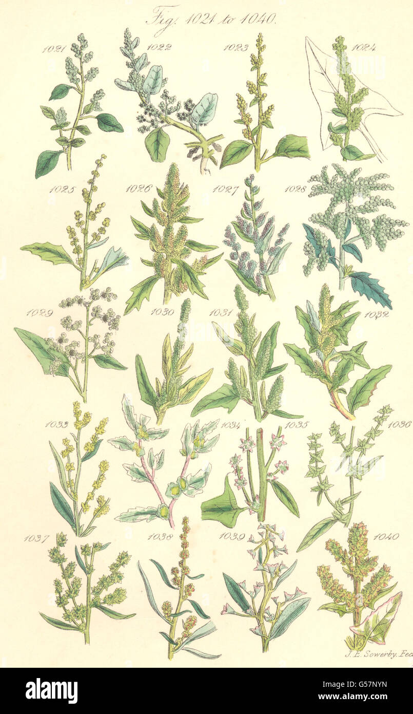 WILD FLOWERS: Goosefoot Wild Spinach Orache. SOWERBY, antique print 1890 Stock Photo