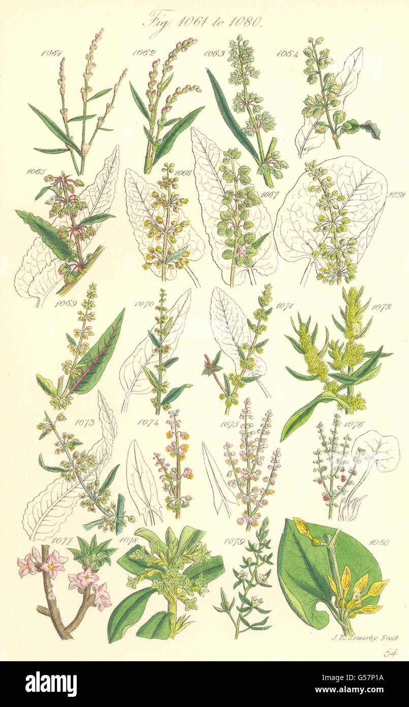 WILD FLOWERS: Persicaria Dock Rhubarb Sorrel Laurel Birthwort. SOWERBY, 1890 Stock Photo