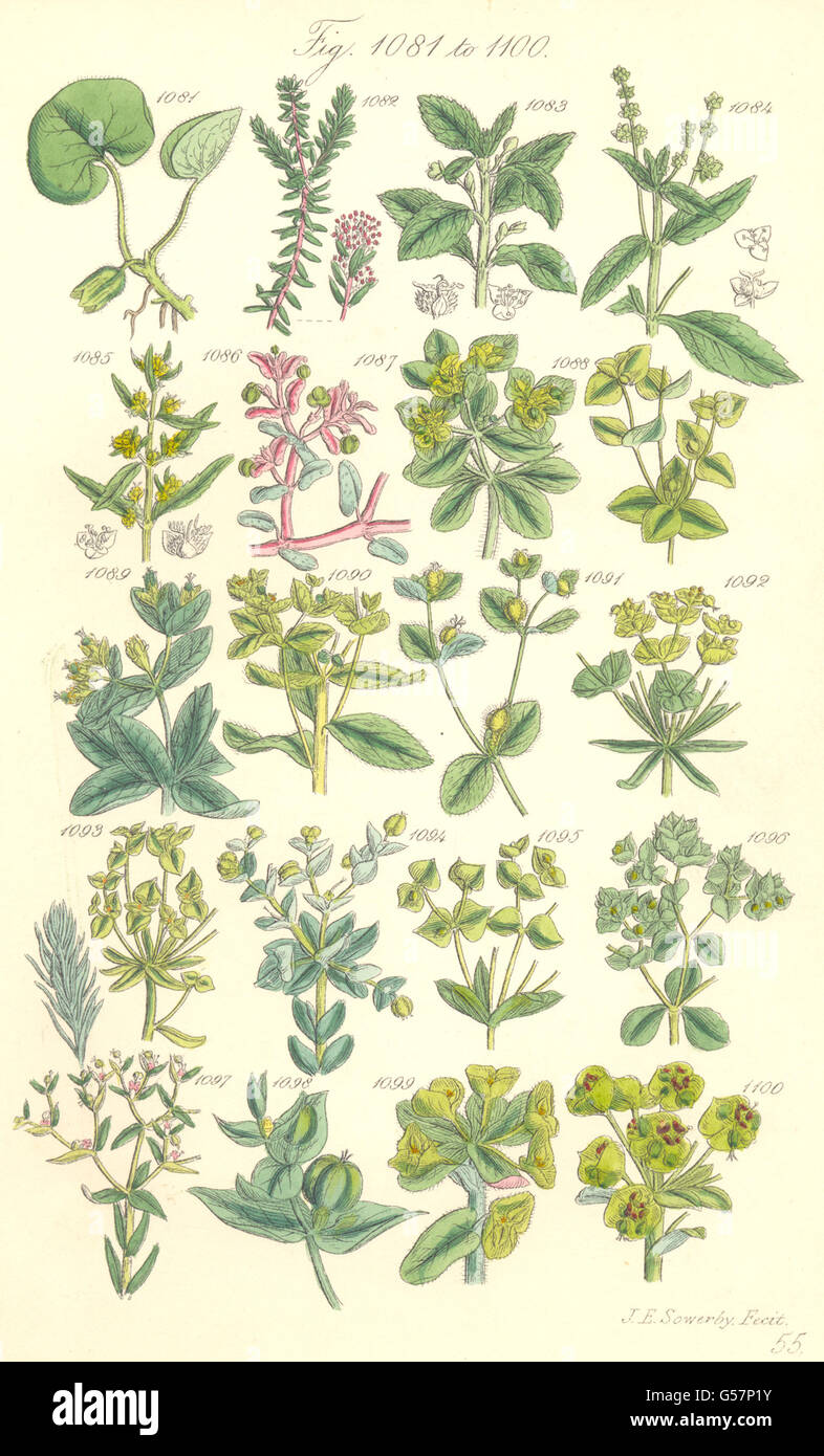 WILD FLOWERS: Crowberry Crakeberry Mercury Spurge Wart-weed. SOWERBY, 1890 Stock Photo