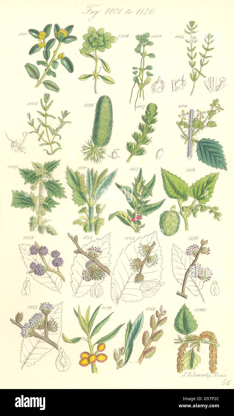WILD FLOWERS:Box Starwort Nettle Pellitory Hop Elm Thorn Gale Birch.SOWERBY 1890 Stock Photo