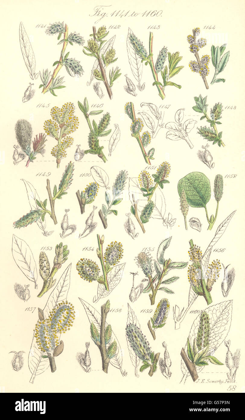 WILLOW FLOWERS:Rosemary-leaved,Tree,Creeping,Net-Downy,Long-leaf.SOWERBY, 1890 Stock Photo
