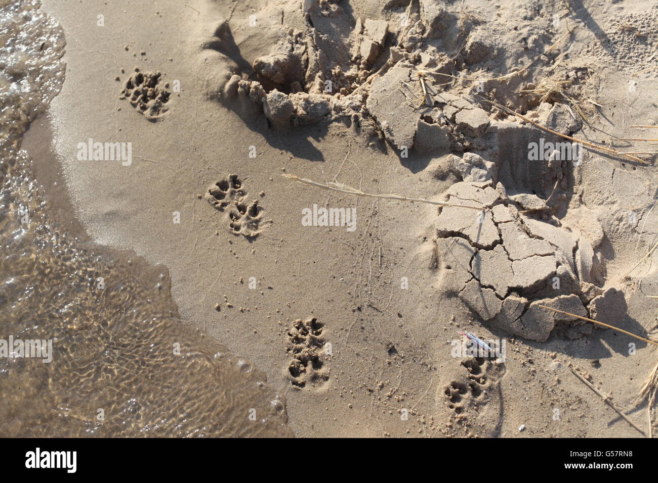 dog prints in sand on beach shoreline water Stock Photo Alamy