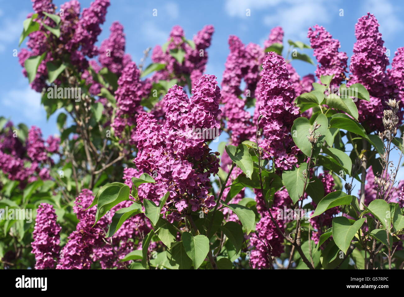 beautiful purple lilacs against a blue sky Stock Photo