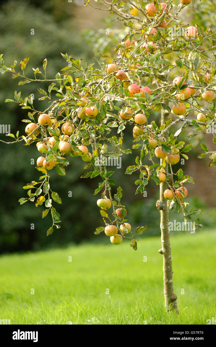 Gala apple blossom hires stock photography and images Alamy