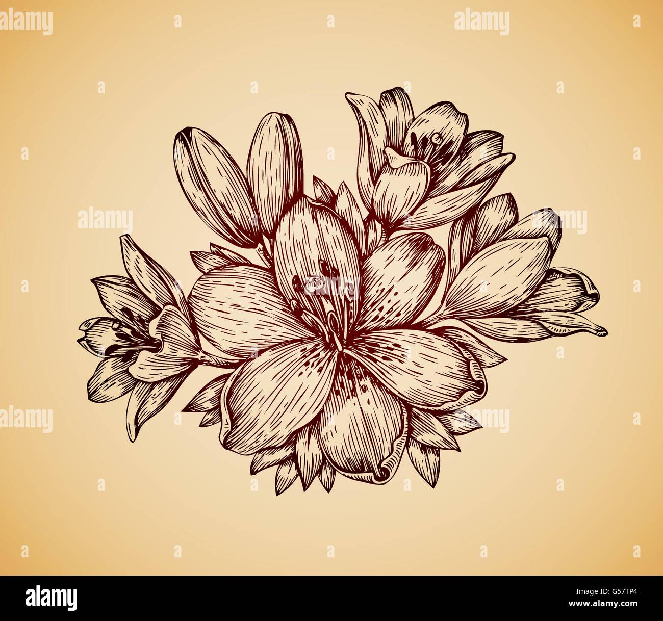 Vintage Flower Hand Drawn Retro Sketch Lily Vector Illustration Stock Vector Image Art Alamy