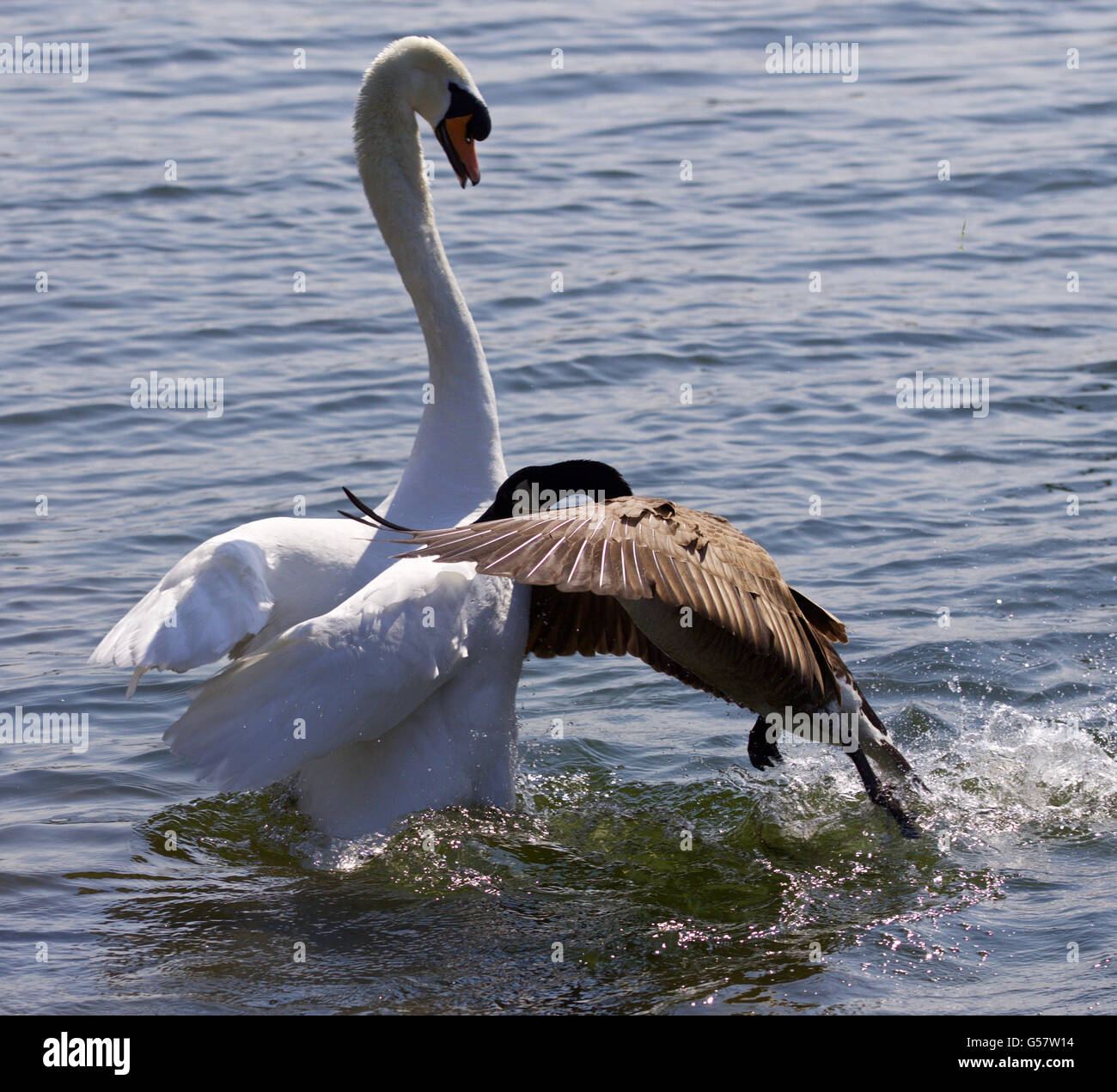 Amazing image of the epic fight between the Canada goose and the swan on the lake Stock Photo