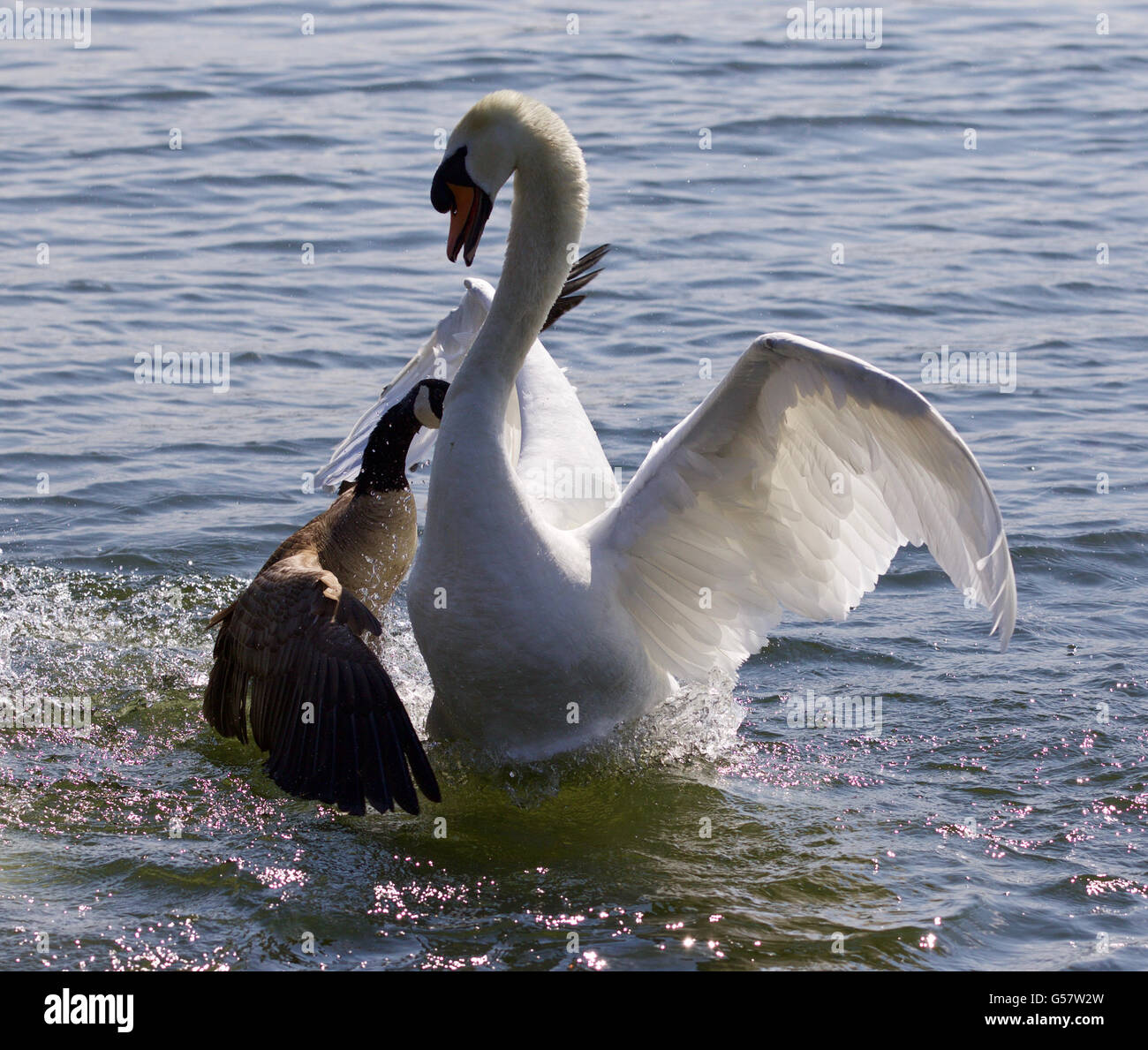 Amazing image with the Canada goose attacking the mute swan on the lake
