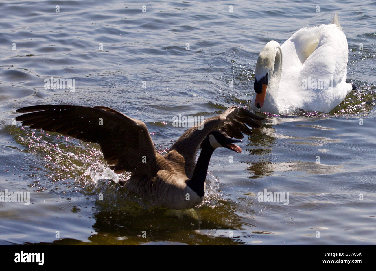 Beautiful background with the Canada goose running away from the angry mute swan Stock Photo