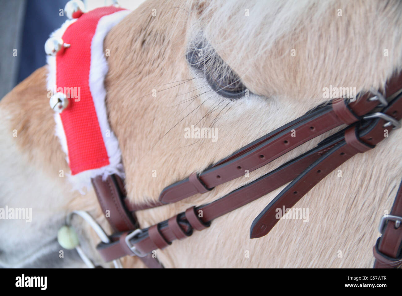 Picture serie of a girl with her Norwegian fjord horse, both in xmas outfit riding in a winter landscape Stock Photo