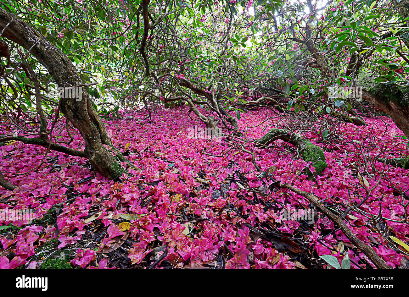 Rhododendrons fallen blooms.Scottish borders.UK Stock Photo