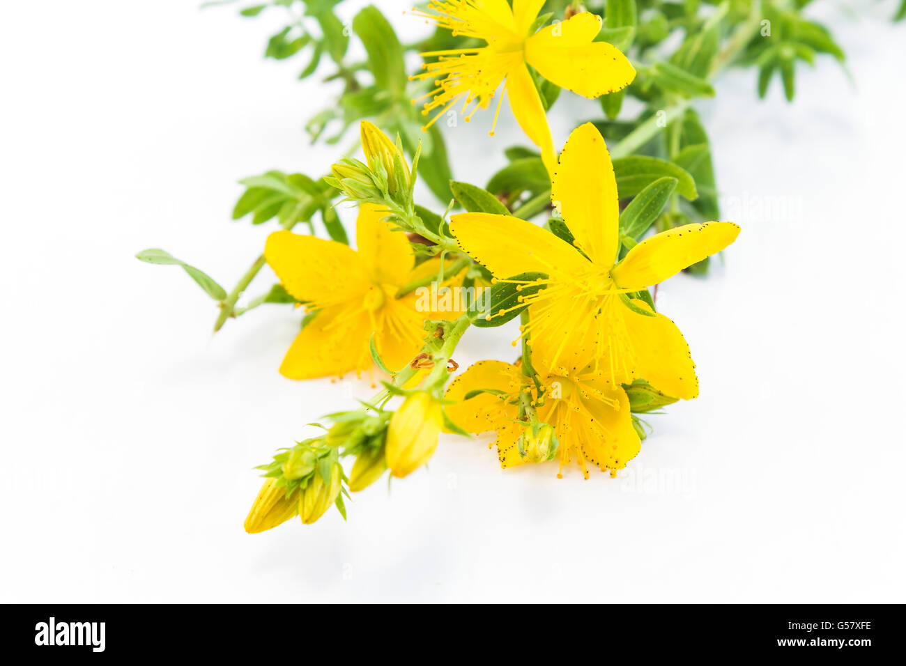 St. John's Wort , Natural Antibiotic, Antidepressant and Anti rheumatic
