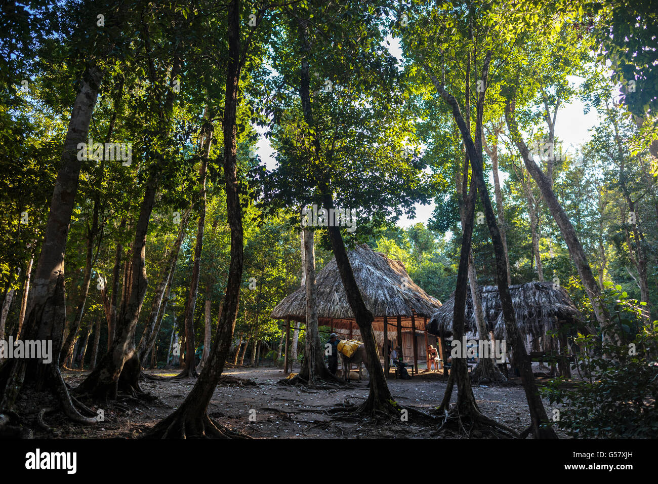 The afternoon sun shines through the jungle canopy at the group campsite near La Florida; Mayan ruins in the ancient El Mirador archaeological site Stock Photo