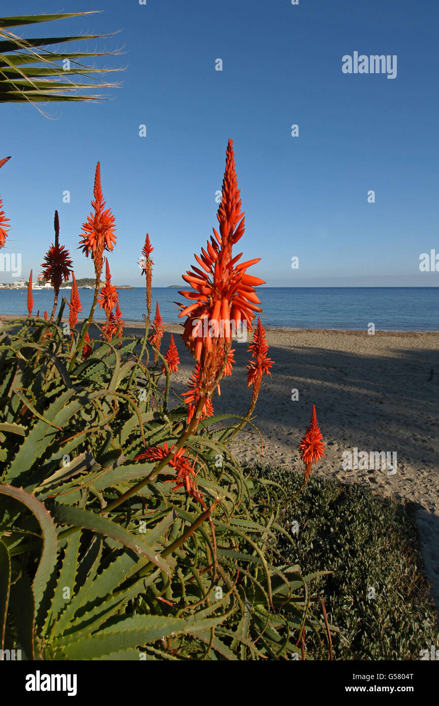 Aloe Vera in bloom, Santa Eulalia del Rio, Ibiza Stock Photo - Alamy