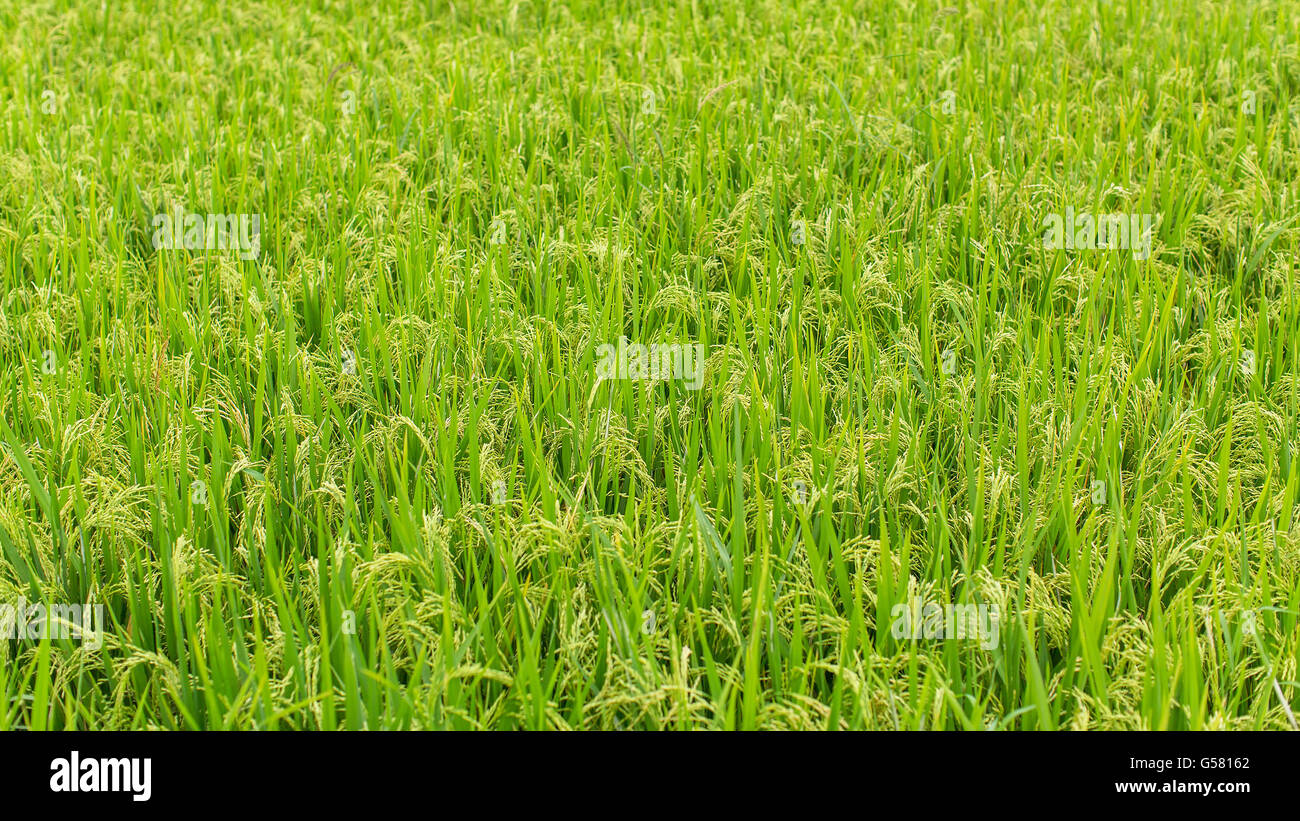 Basmati rice growing hi-res stock photography and images - Alamy