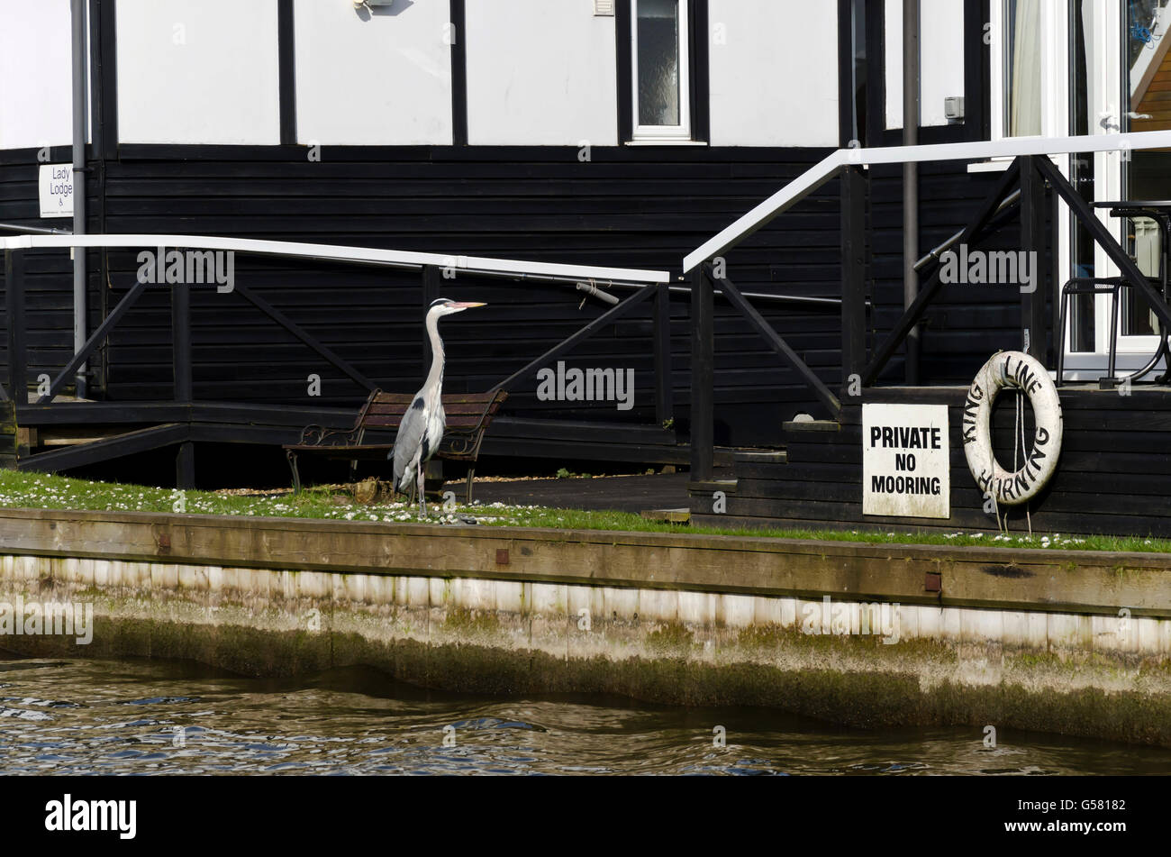 Grey Heron On The Grass Outside A Riverside Holiday Cottage In