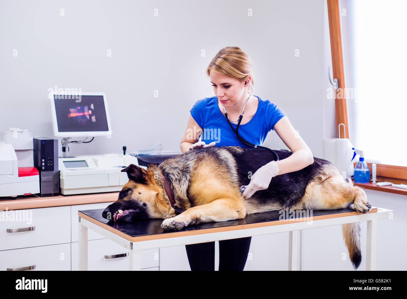 Veterinarian examining German Shepherd dog with sore stomach Stock Photo Alamy