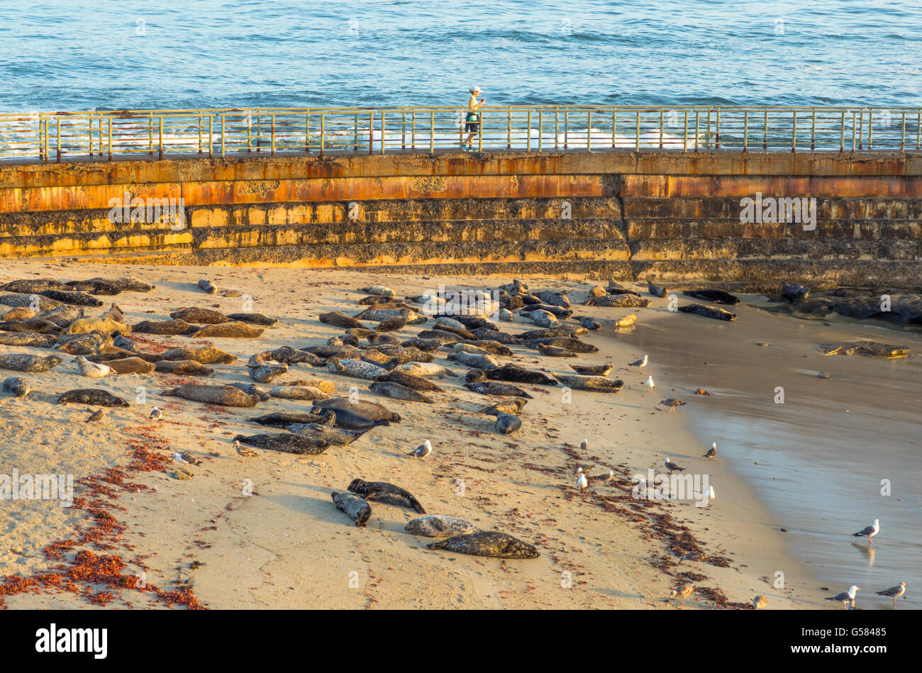Children's Pool Beach, La Jolla, California, USA Stock Photo Alamy