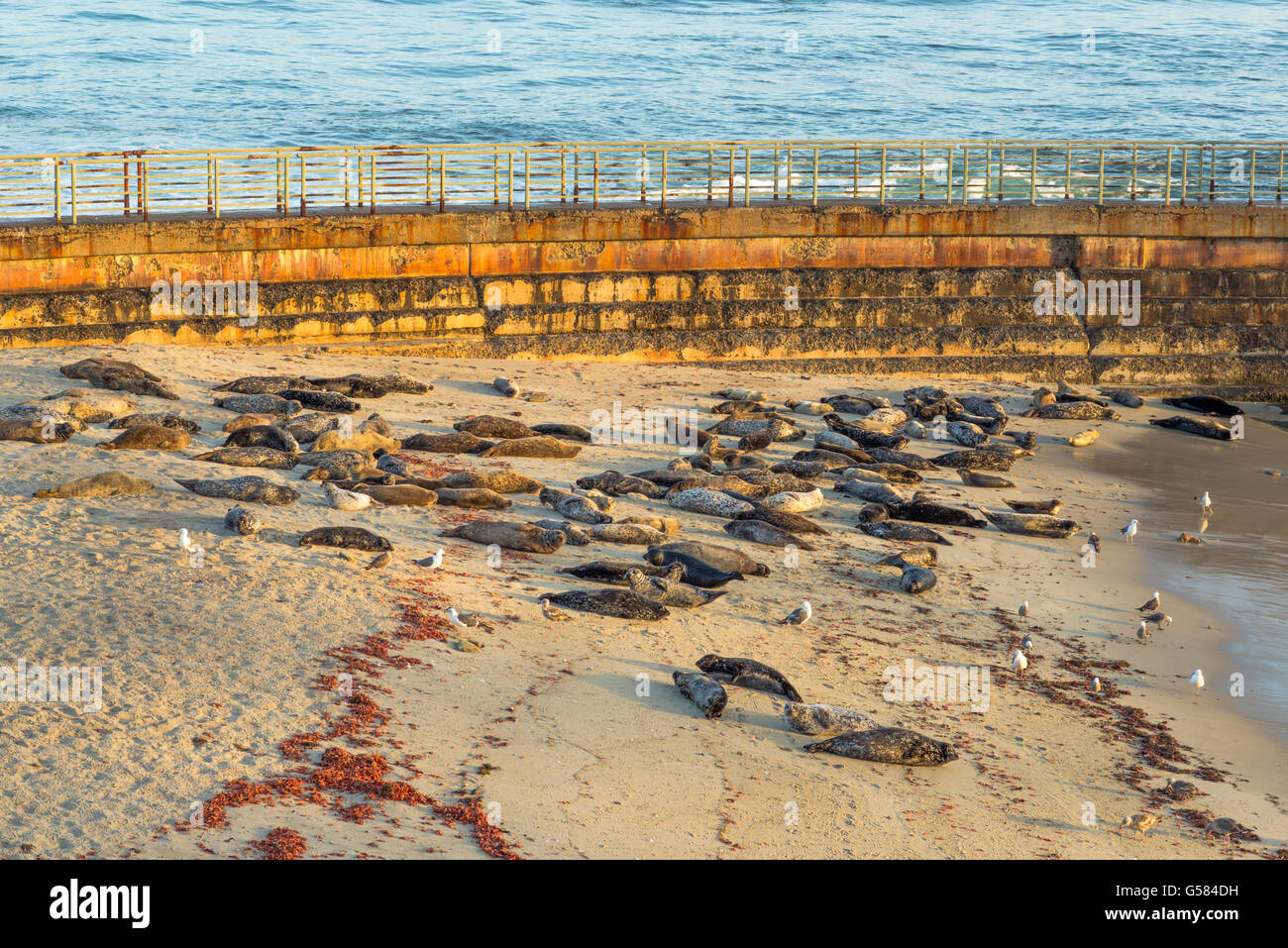 seals, beach, seawall. Children's Pool Beach, La Jolla, California