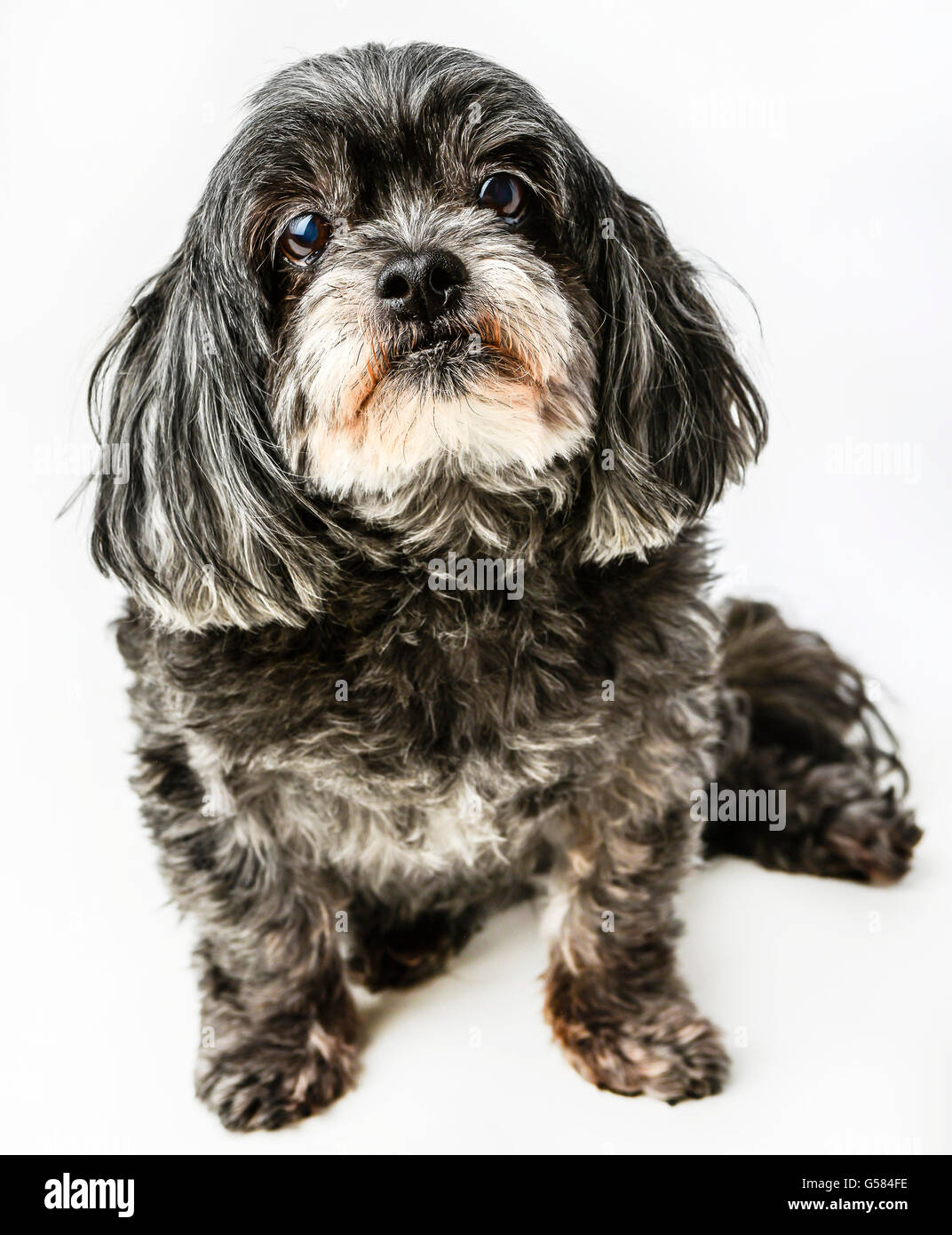 An adorable dark tri-colored mixed breed small dog posing with curious expression on white background Stock Photo