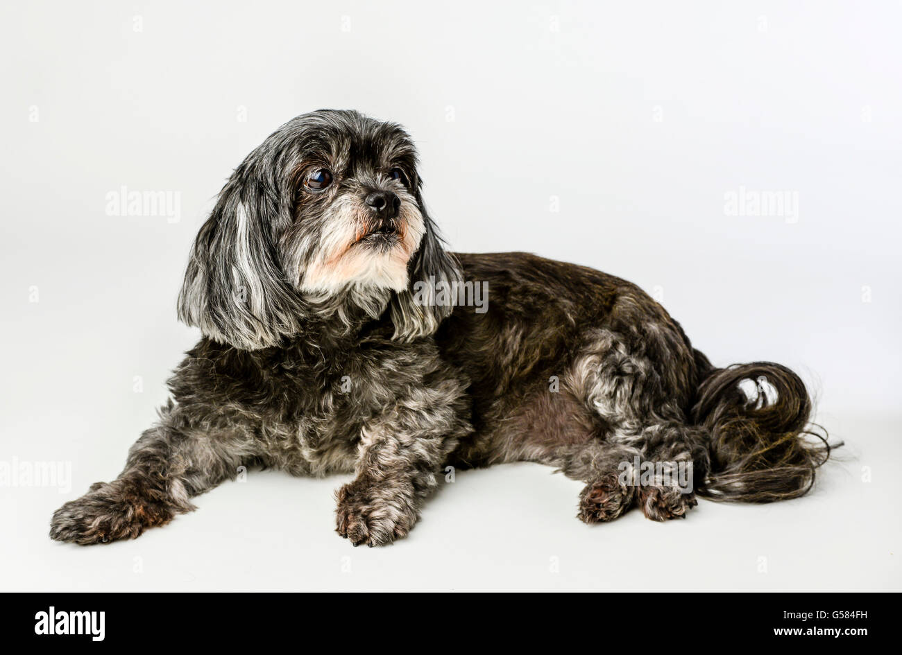 An adorable dark tri-colored mixed breed small dog reclining with noble expression on white background Stock Photo
