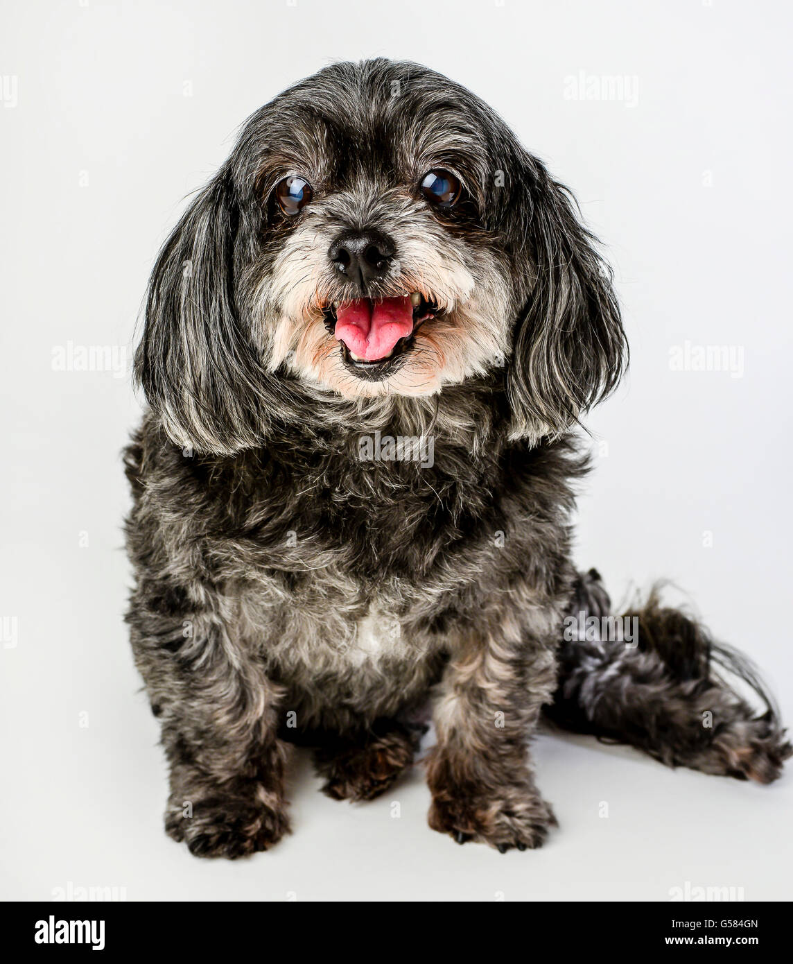 An adorable dark tri-colored mixed breed small dog with tongue out posing and smiling on white background Stock Photo
