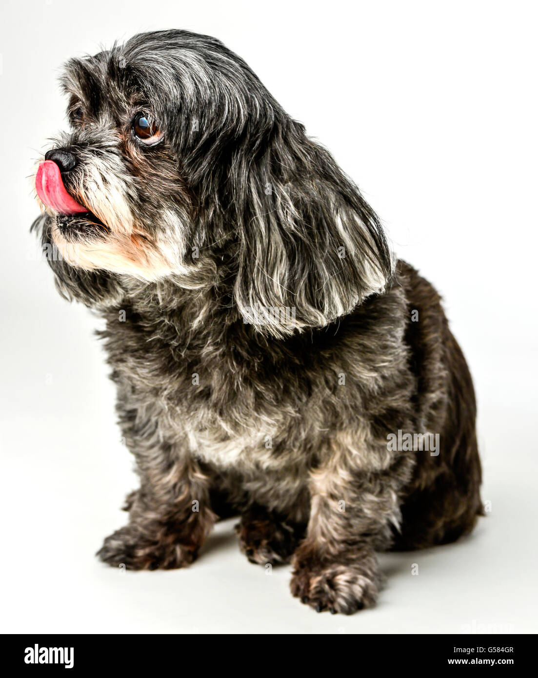 Profile of an adorable dark tri-colored mixed breed small dog with tongue out licking nose while sitting on white background Stock Photo