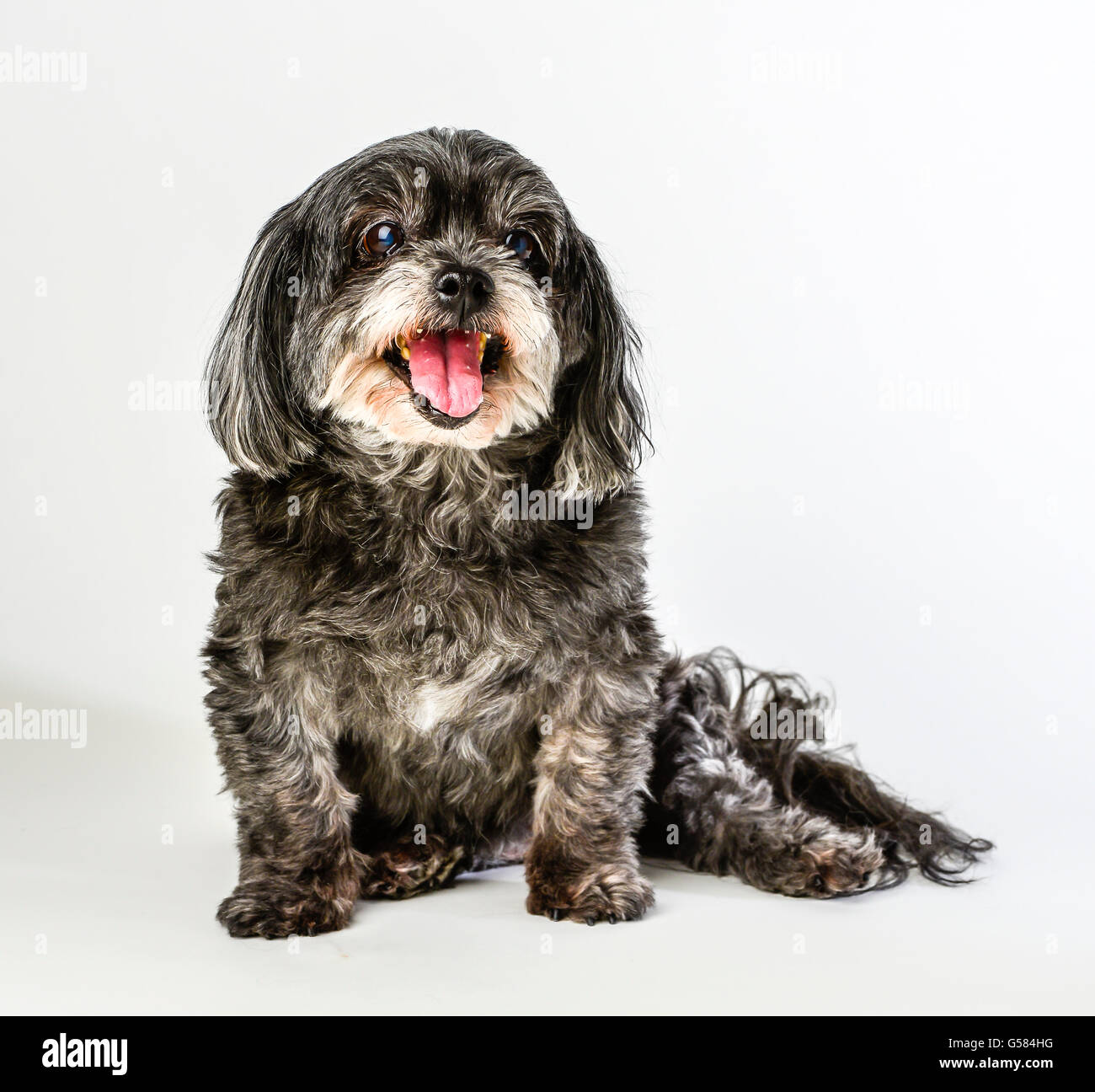 An adorable dark tri-colored mixed breed small dog with tongue out posing and smiling on white background Stock Photo